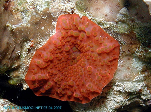 Discosoma nummiforme